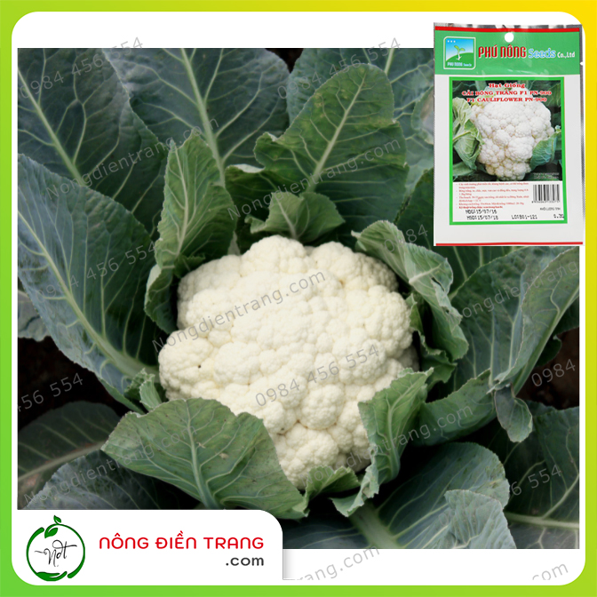 Hạt Giống Bông Cải Trắng F1 Phú Nông - Gói 0.3G - Dễ Trồng, Chịu Nhiệt VTNN Nông Điền Trang
