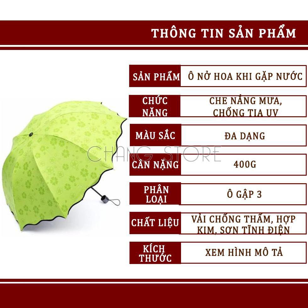 Ô Ma Thuật Nở Hoa Khi Gặp Nước