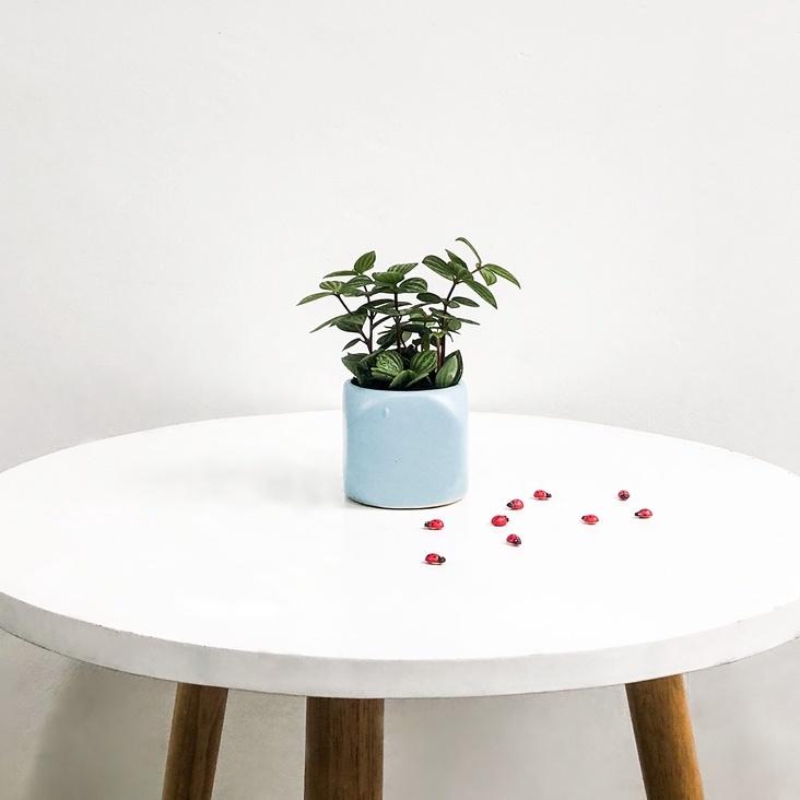 Cây Bình An  Peperomia Puteolata loại cây mang lại bình an và may mắn