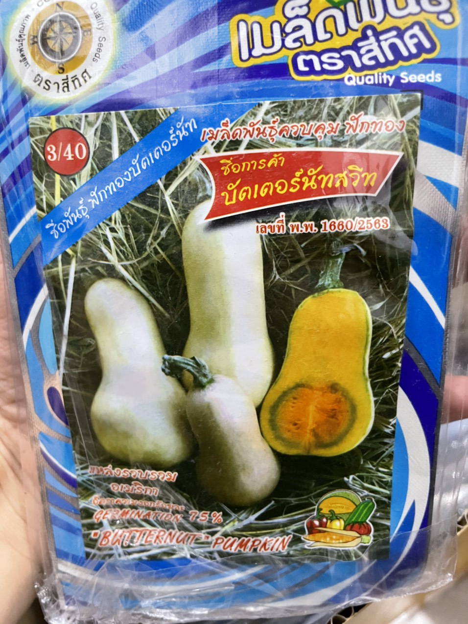 Hạt giống bí bơ butternut Thái Lan