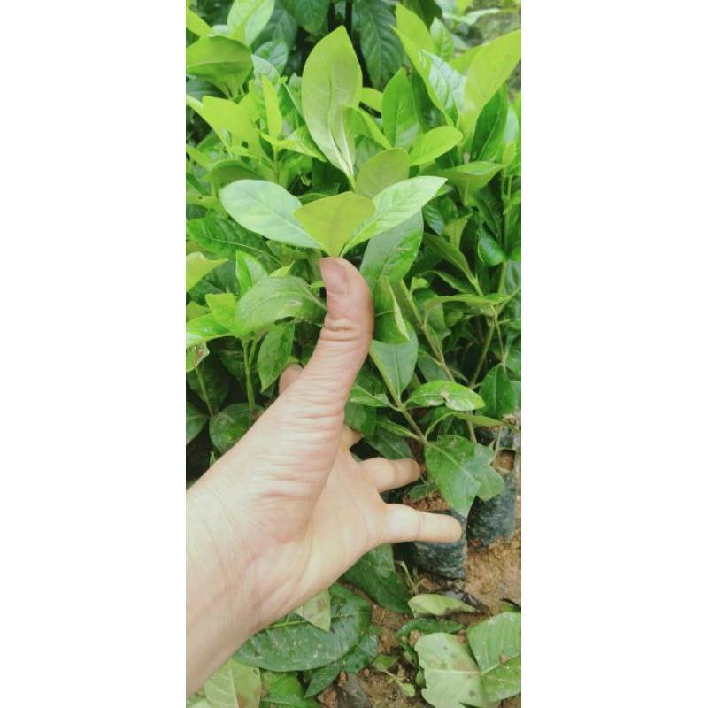 Bạch thiên hương hoa thơm nức