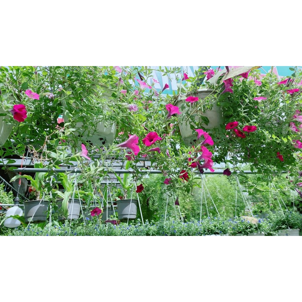 Chậu Hoa Dạ Yến Thảo