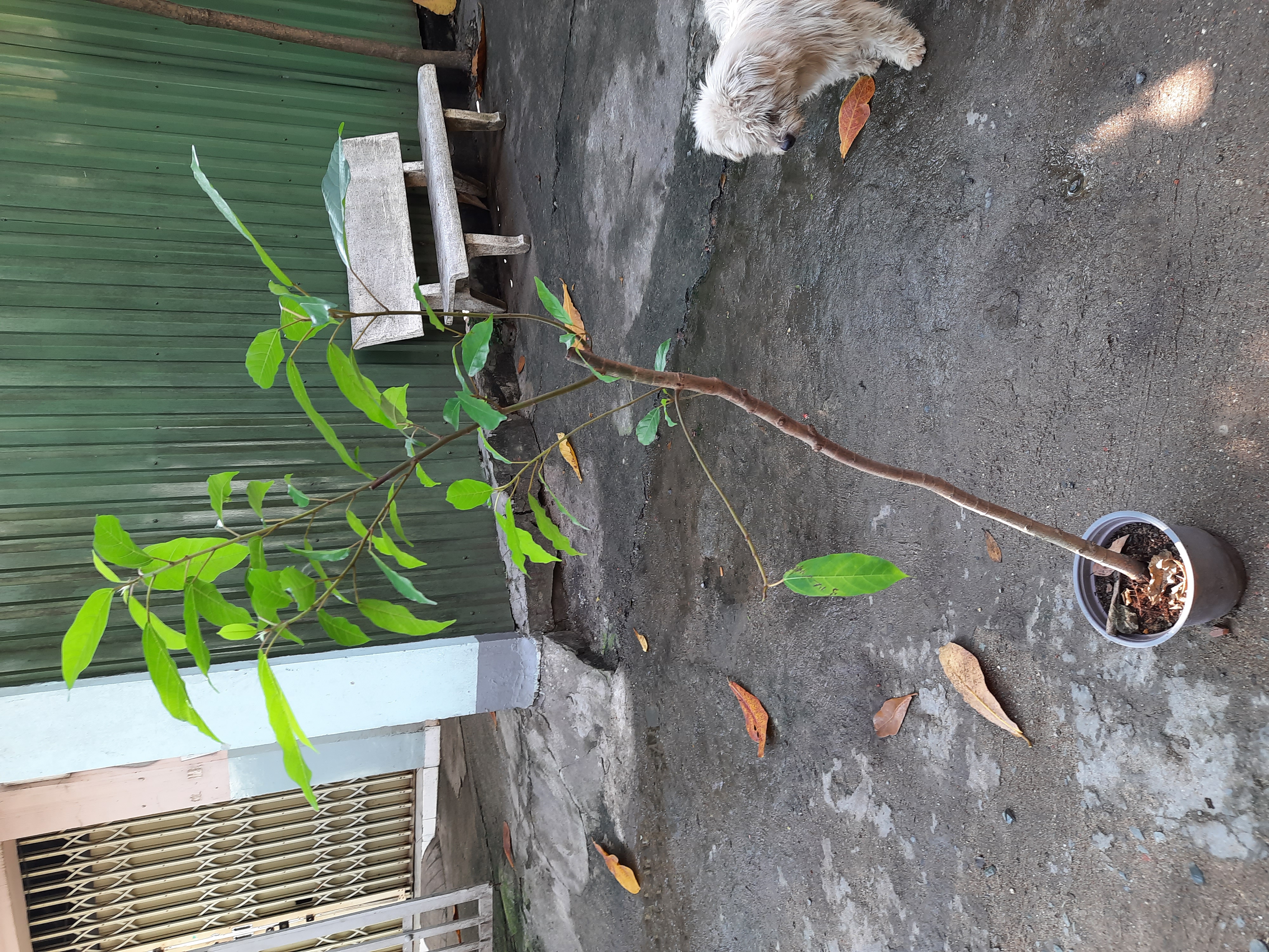 Cây sung, chiều cao cây khoảng 1m2, như hình