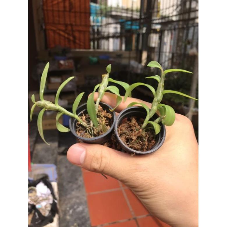 Combo 2 côc chớp mỹ cây giống