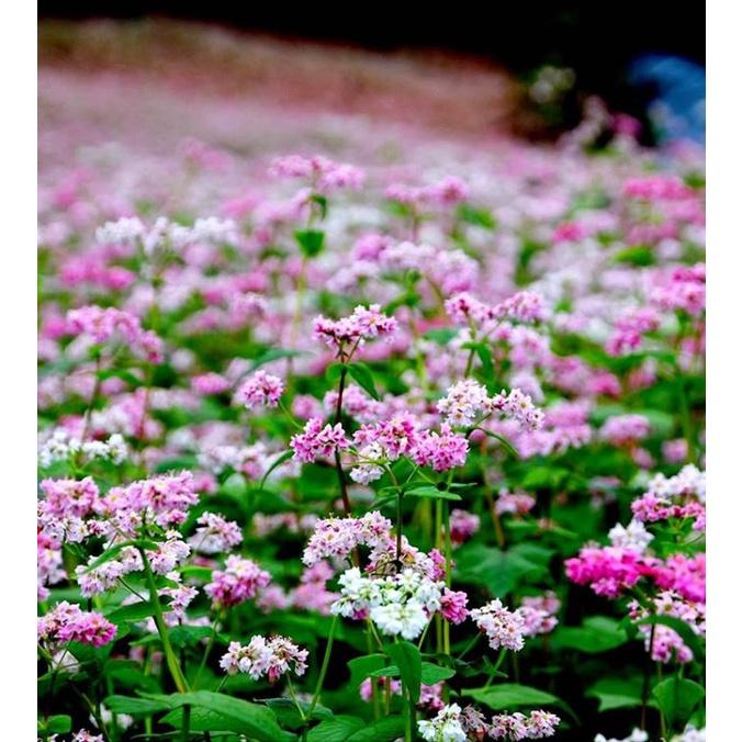 Hạt giống hoa tam giác mạch CT174 - Gói 100 hạt