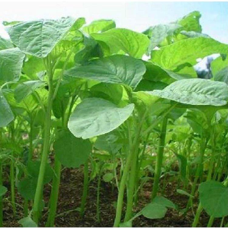 Hạt Giống Dền Xanh Cao Sản - Gói 1kg