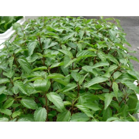 20gr hạt rau đay cao sản
