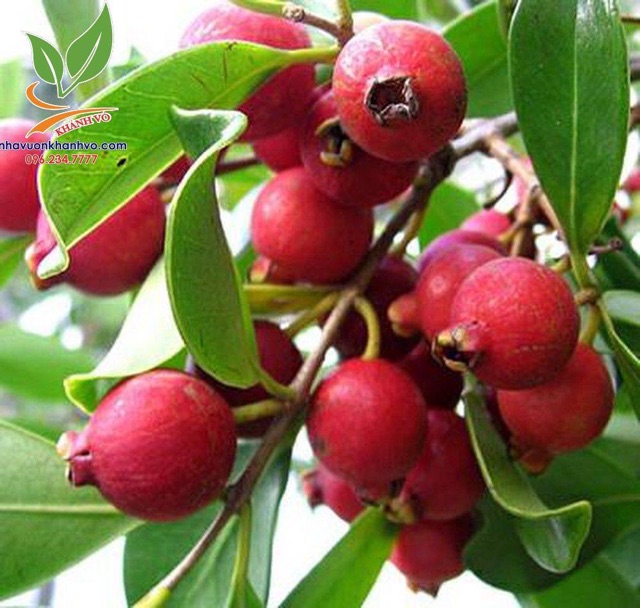 Cây Giống Ổi Sim Nhật