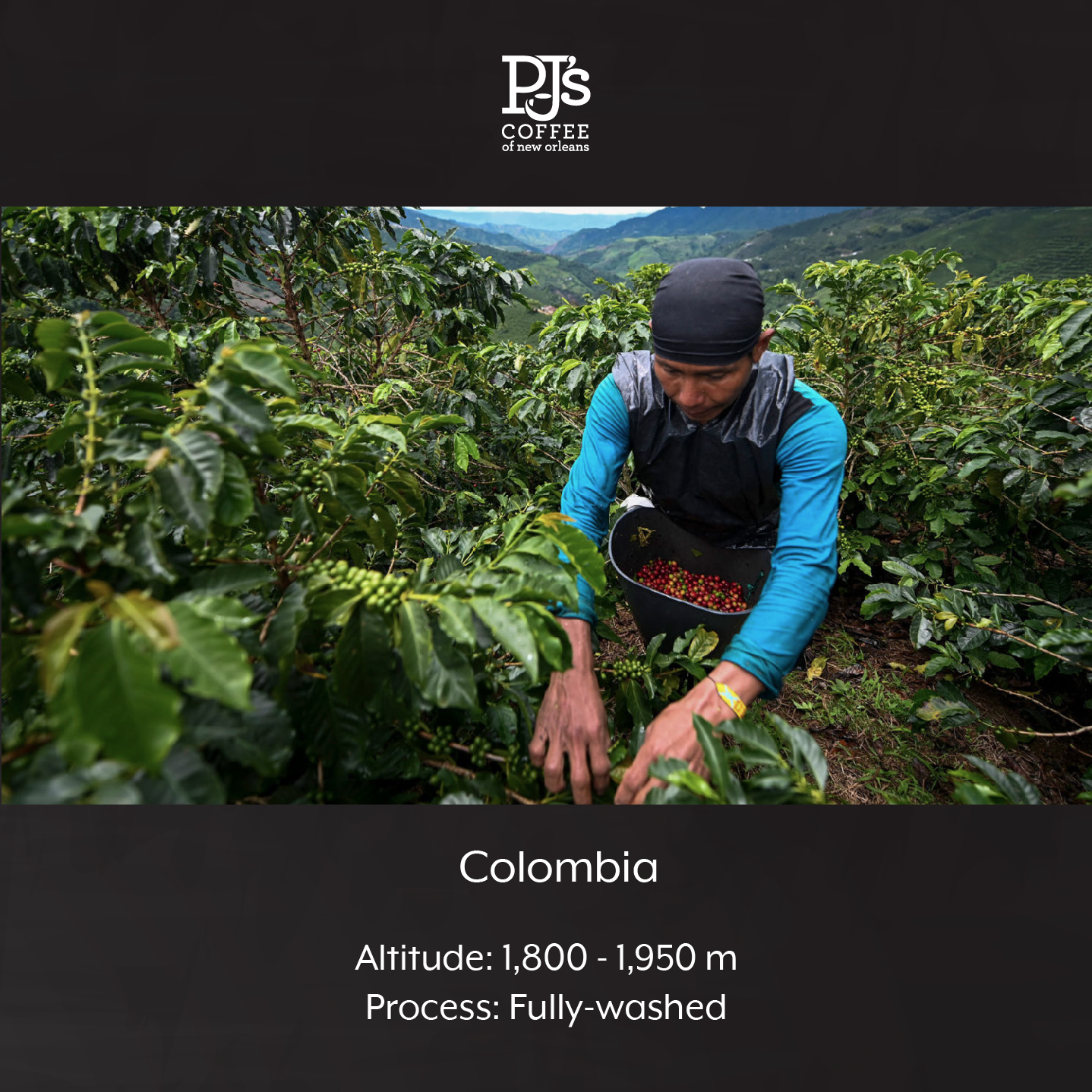 Decaf Colombia Supremo - PJ's Coffee Cà phê hạt  (Không có caffeine