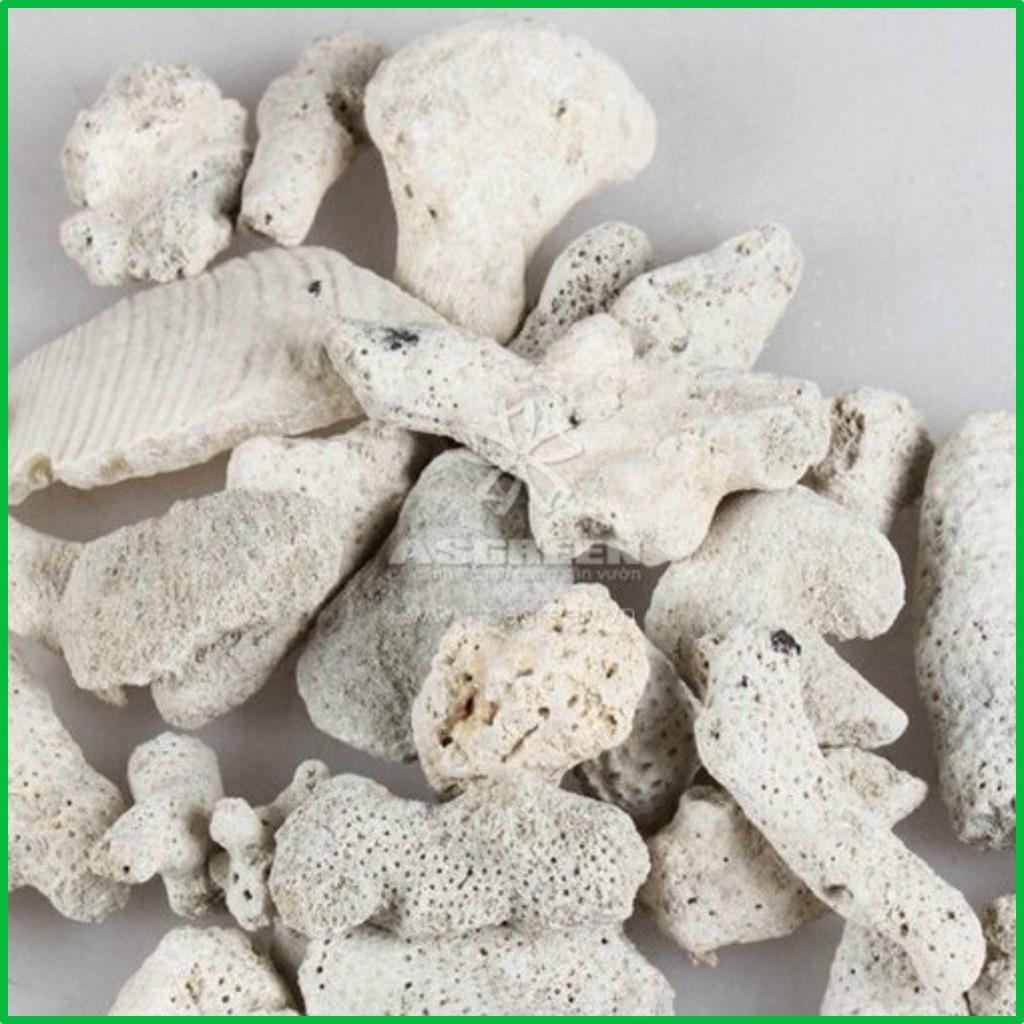 San Hô Vụn | Vật liệu lọc san hô vụn cao cấp khối lượng 100Gr
