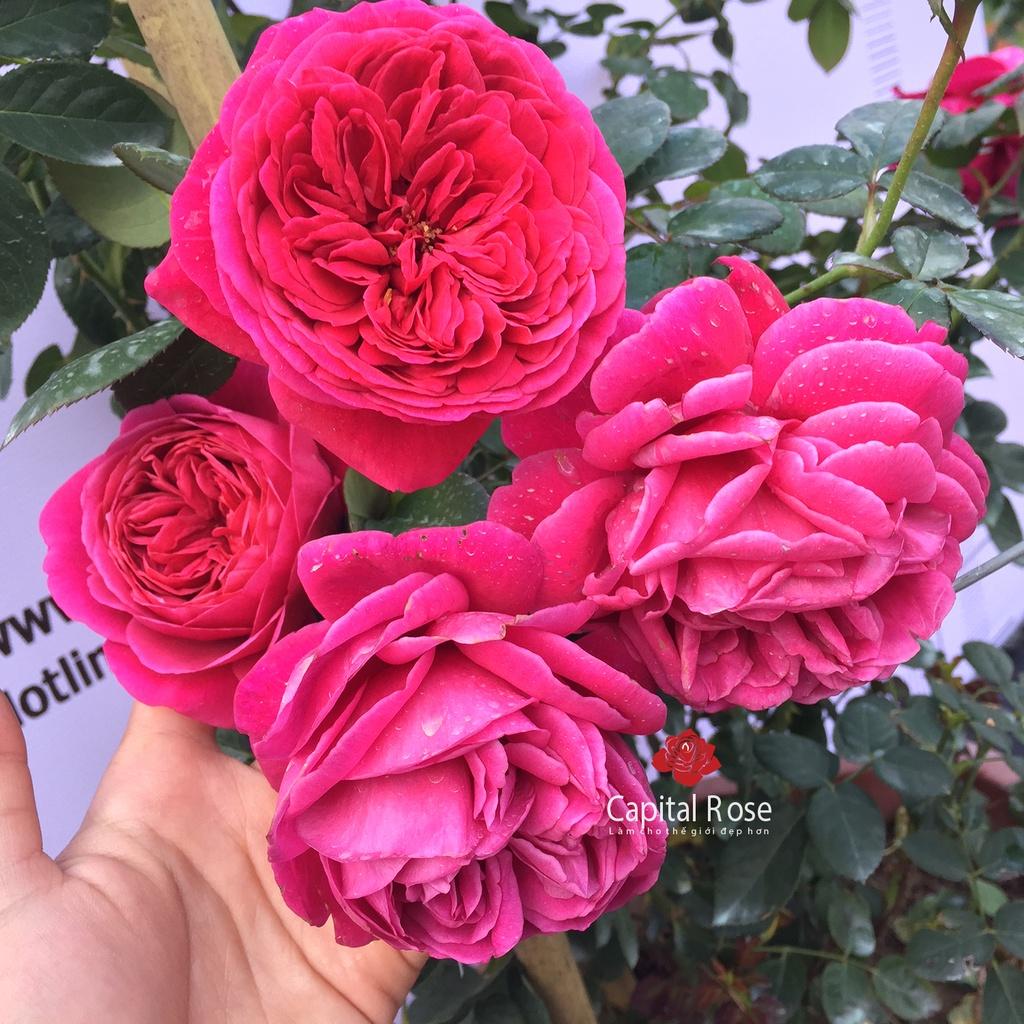 Hoa hồng ngoại Wines Cellar Rose đỏ fom hoa to