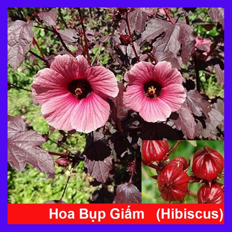 Cây bụp giấm Châu Phi ( Hibiscus lá đỏ) + tặng phân bón cho cây