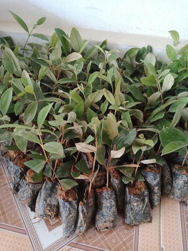 Cây giống hoa sim ăn quả cây đẹp chuẩn giống