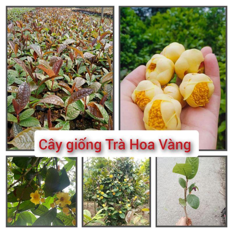 2c trà hoa vàng - cây dược liệu