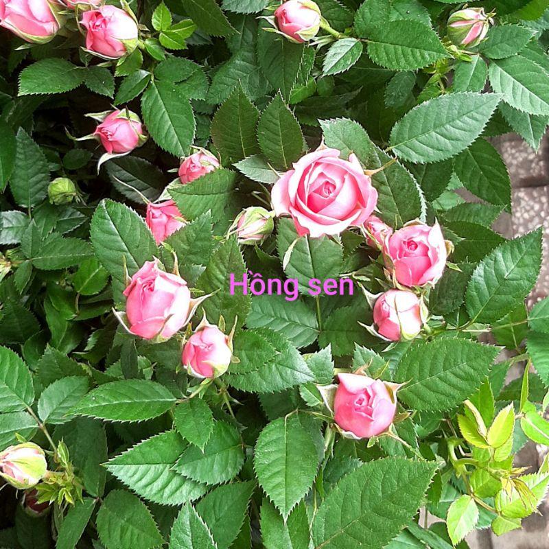 HOA HỒNG TỶ MUỘI HÀ LAN, thơm, siêu hoa, nhiều màu