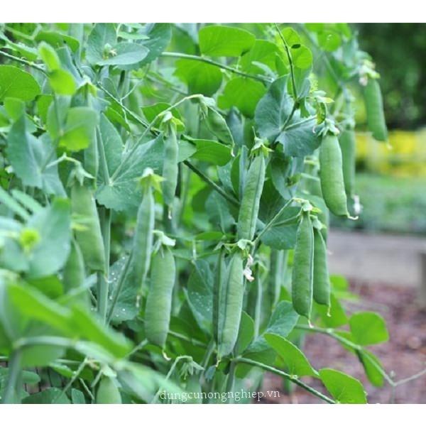 Gói 50gr Hạt giống đậu Hà Lan siêu trái, dễ trồng, dễ chăm sóc - Anh nông dân chính hiệu