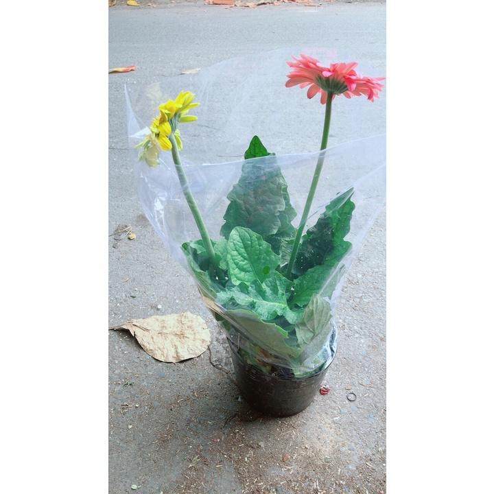 Bụi Hoa Đồng Tiền 2 Màu