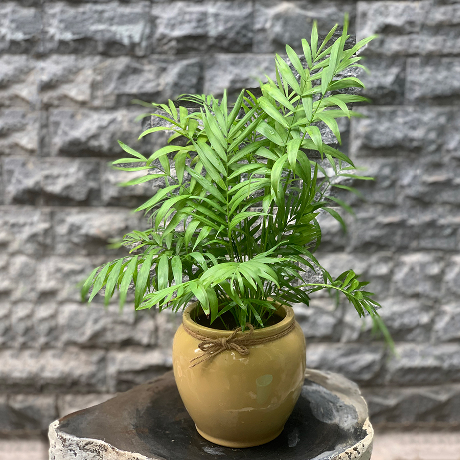 Cây Cau Tiểu Trâm