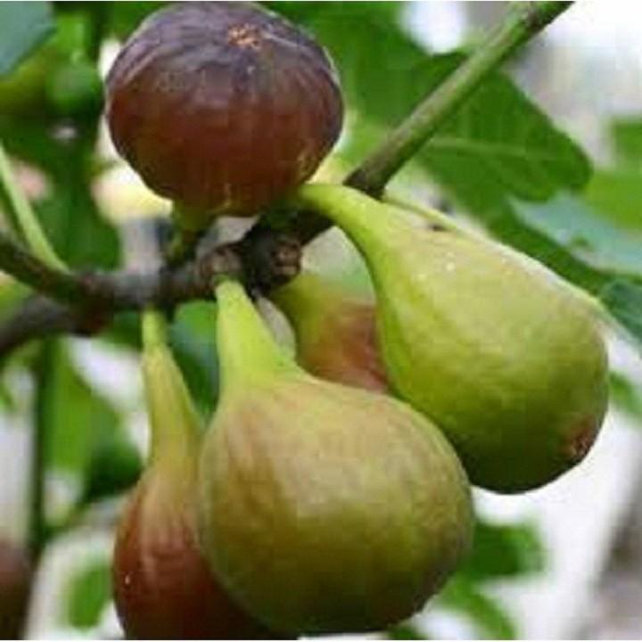 CÂY GIỐNG SUNG MỸ CAMY QUẢ TO SIÊU NGỌT