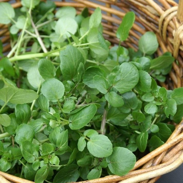 Hạt giống xà lách xoong Mỹ - Chịu nhiệt dễ trồng