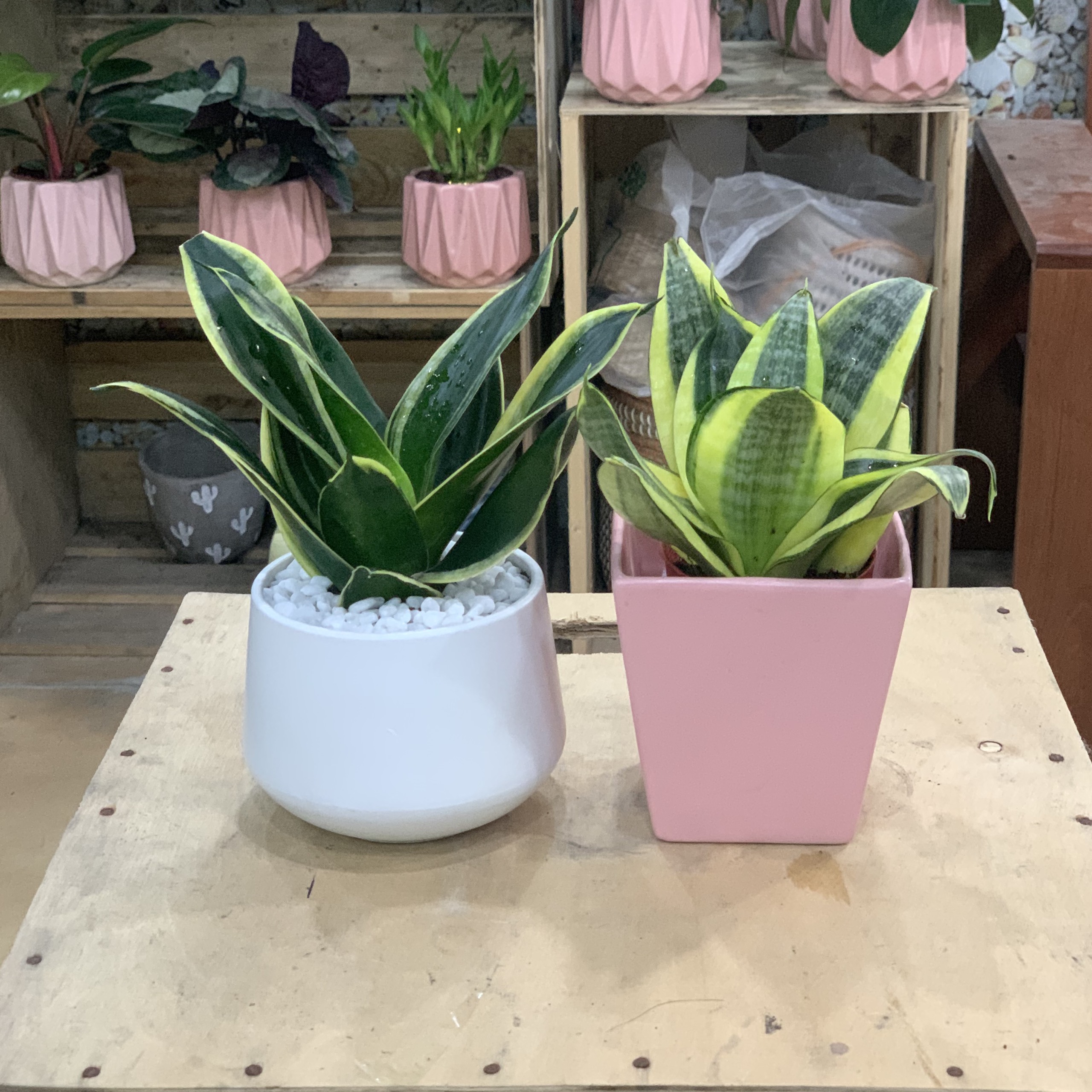 Cây Lưỡi Hổ Thái để bàn