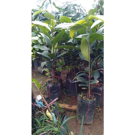 Cây Giống Măng Cụt Cây To Giống Chuẩn