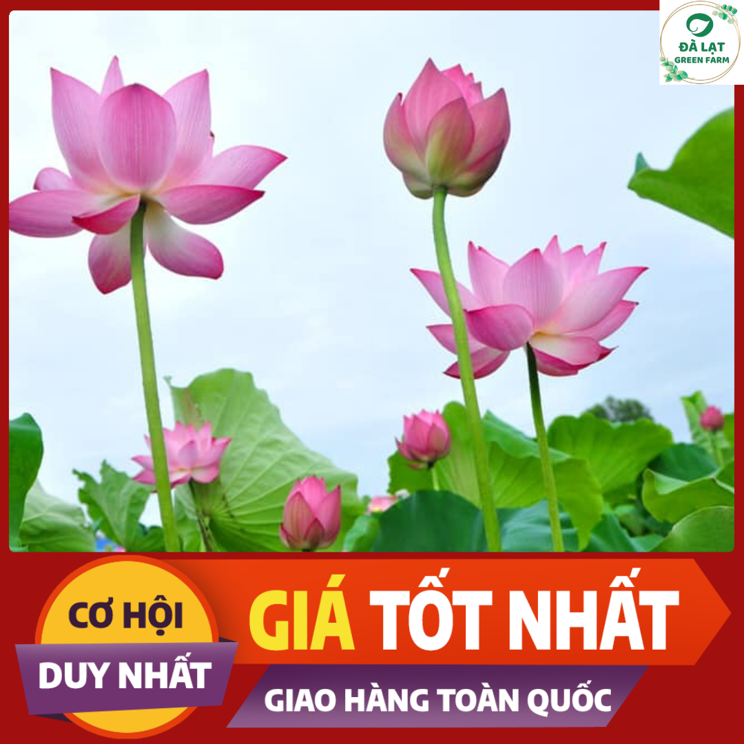 15H - HẠT GIỐNG SEN TA( SEN HỒNG VN)