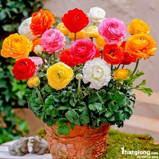 Bộ 5 củ hoa hồng mao lương đầy đủ màu sắc