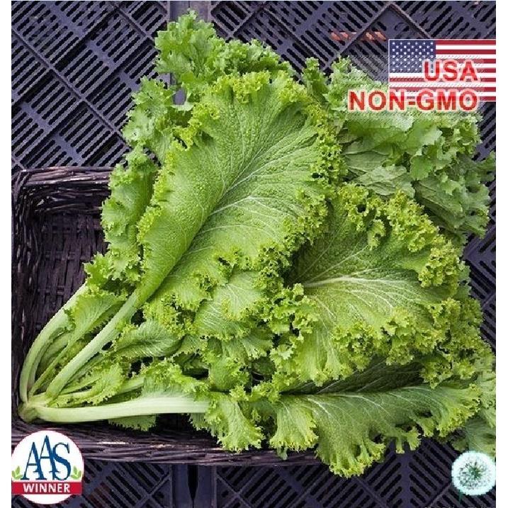 Hạt giống rau cải mù tạp KNS3384 - Gói 5gram