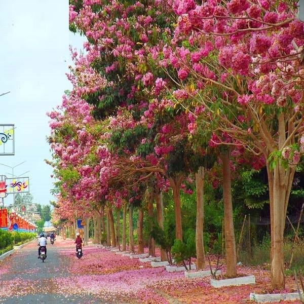 Cây giống PHONG LINH TÍM - hoa tím cực đẹp,gửi đi nguyên bầu