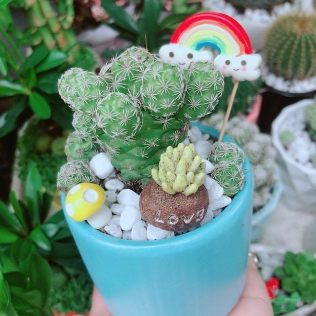 Chậu Xương Rồng Trứng Chim