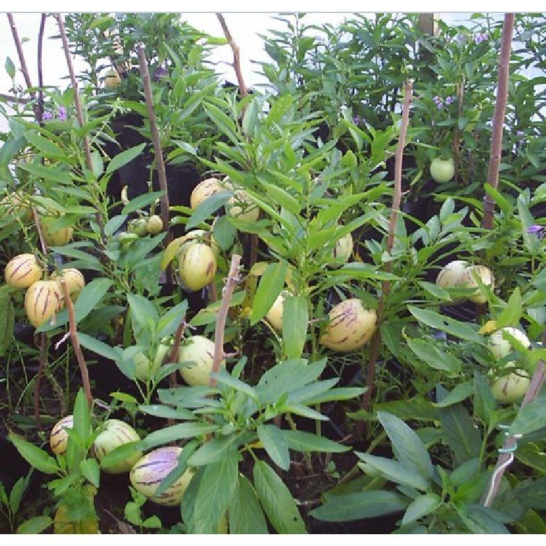 Hạt giống dưa hấu siêu ngọt F1 pepino 4 hạt/gói