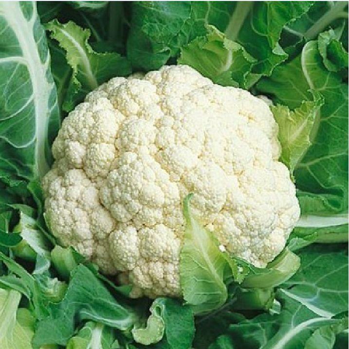 Hạt Giống Súp Lơ Trắng ,Bông Cải Trắng dể trồng f1- gói 0,2 Gram-tặng kèm gói phân bón lót