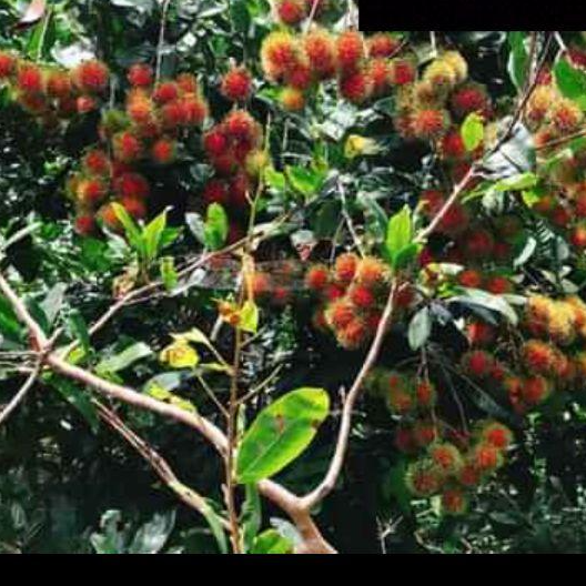 Cây chôm chôm ruột vàng