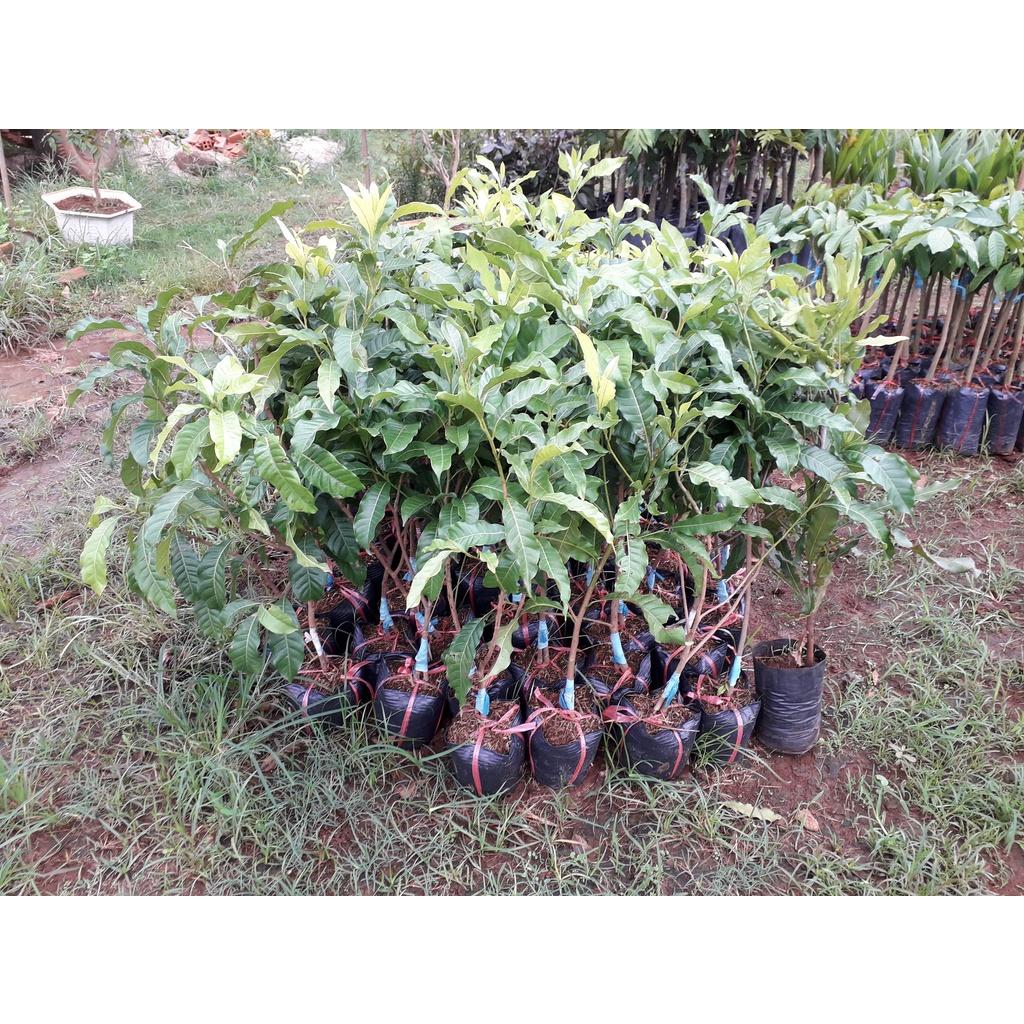 CÂY GIỐNG VÚ SỮA HOÀNG KIM .