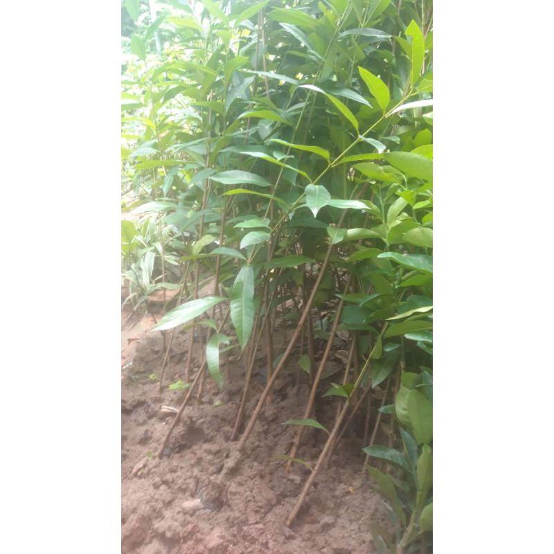 Cây lá vối nếp cao 1-1,2m