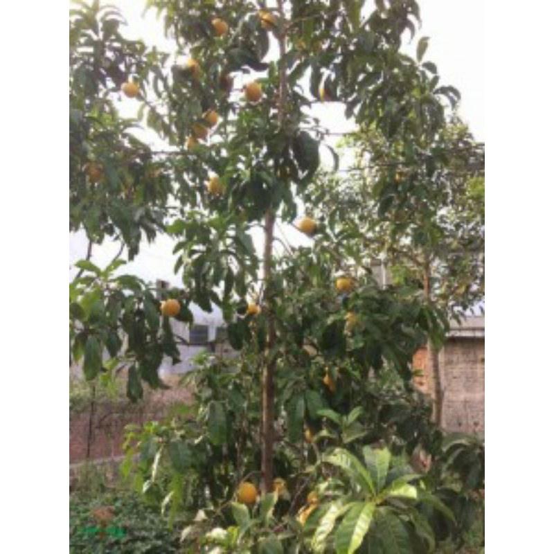 Cây giống vú sữa hoàng kim