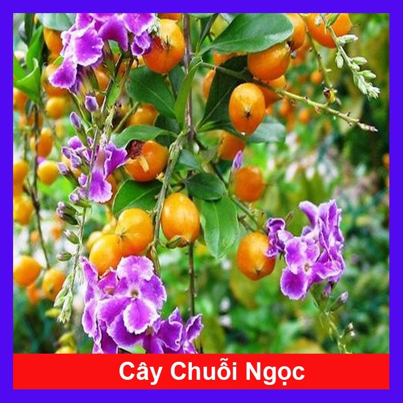 Cây chuỗi ngọc hoa tím - cây cảnh đẹp - thích hợp trồng hàng rào trang lối đi sân vườn + tặng phân bón