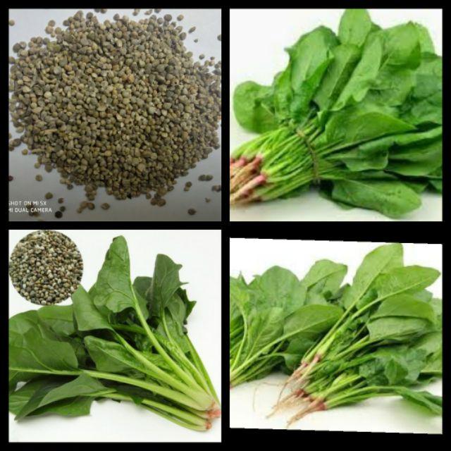 Bộ 5 gói hạt giống rau cải các loại -gói 10gram - tặng 1 phân bón lót