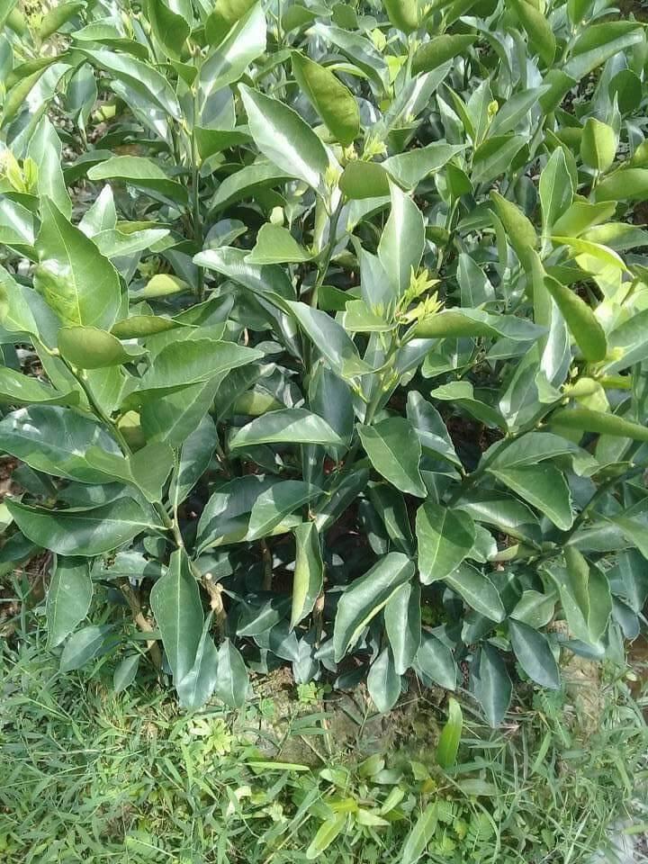CÂY GIỐNG QUÝT ĐƯỜNG ÔN CHÂU