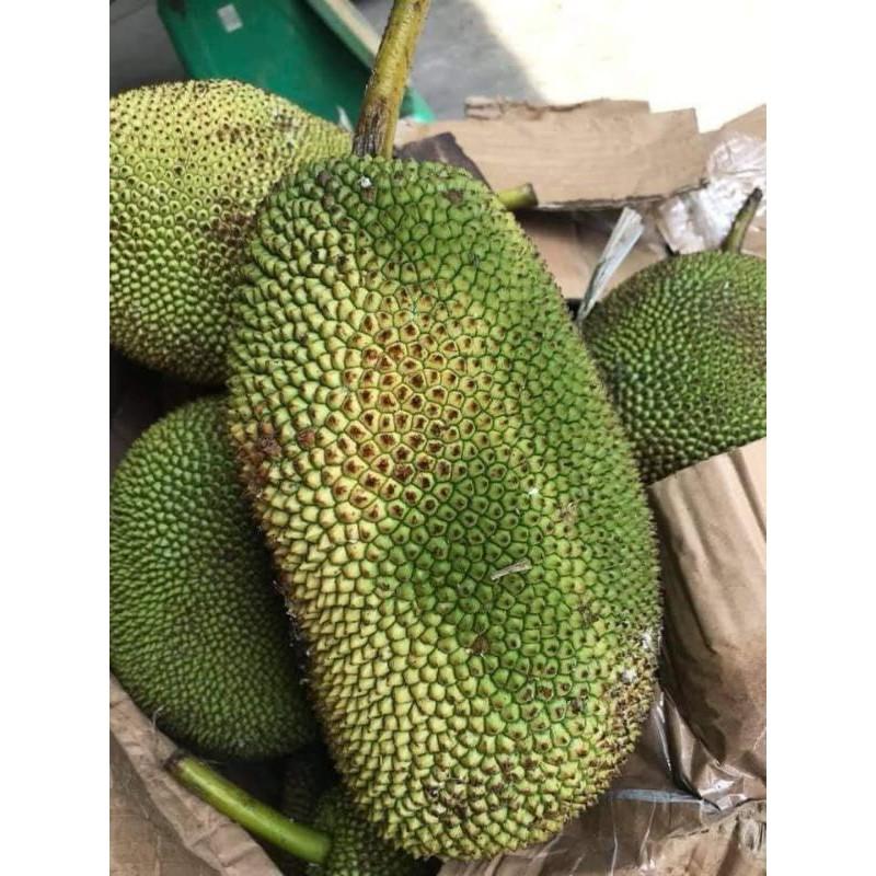 Cây Giống Mít Tố Nữ