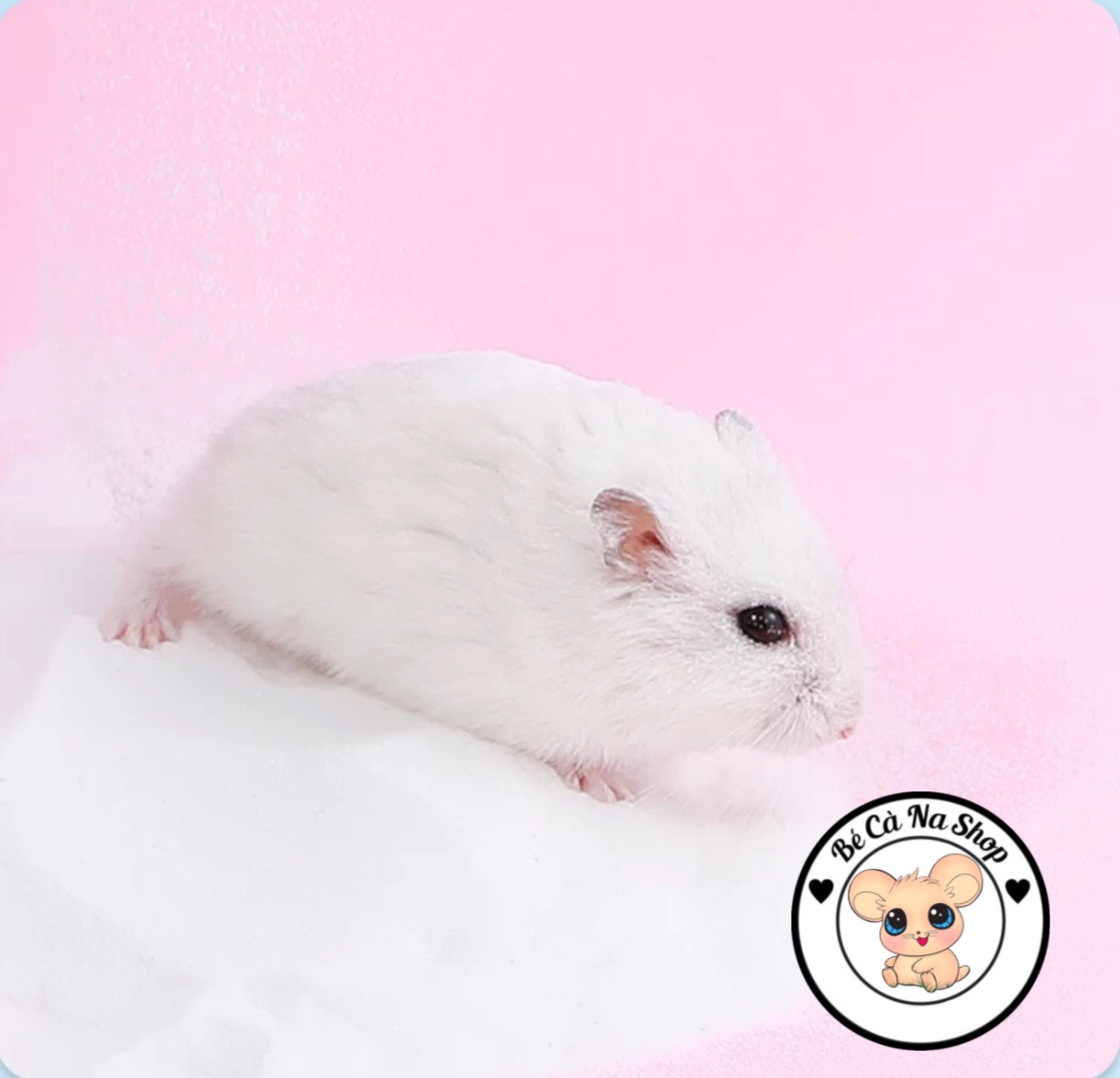 Cát tắm cho hamster bao 1kg