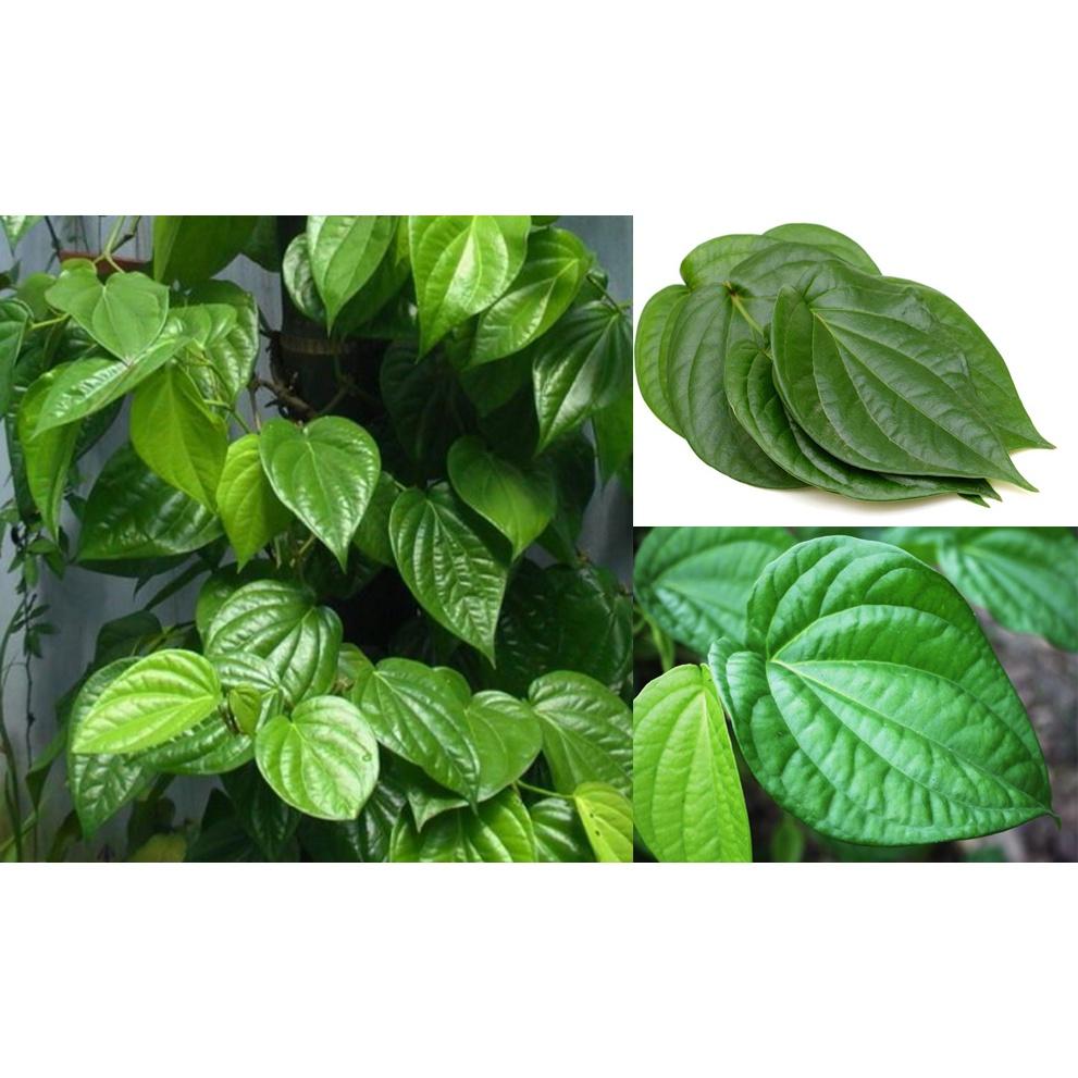 100gr Lá trầu không tươi sạch nhà trồng