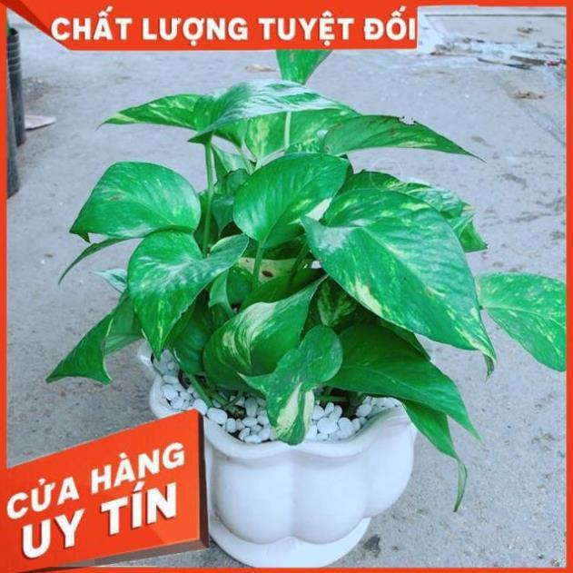 Chậu Trầu Bà Xanh