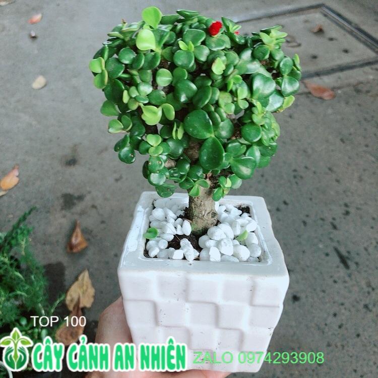 Chậu Cành Vàng Lá Ngọc