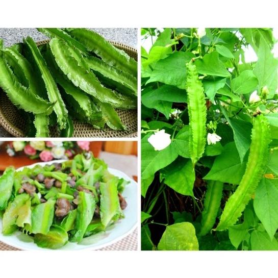 Hạt giống Đậu Rồng , đóng gói 5gr