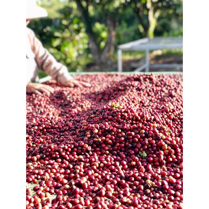 Azzan Special Blend (Robusta &amp; Arabica) thuần chủng, lựa tay - Sản phẩm hộp cao cấp, quà tặng cho người thân