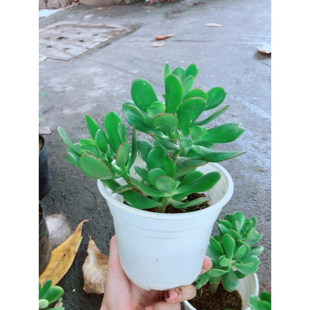 Chậu Ngọc Bích Bán Chạy