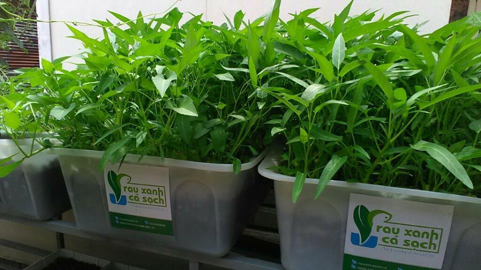 03 Gói Hạt Giống Rau Muống Tre - Nảy Mầm Cực Chuẩn