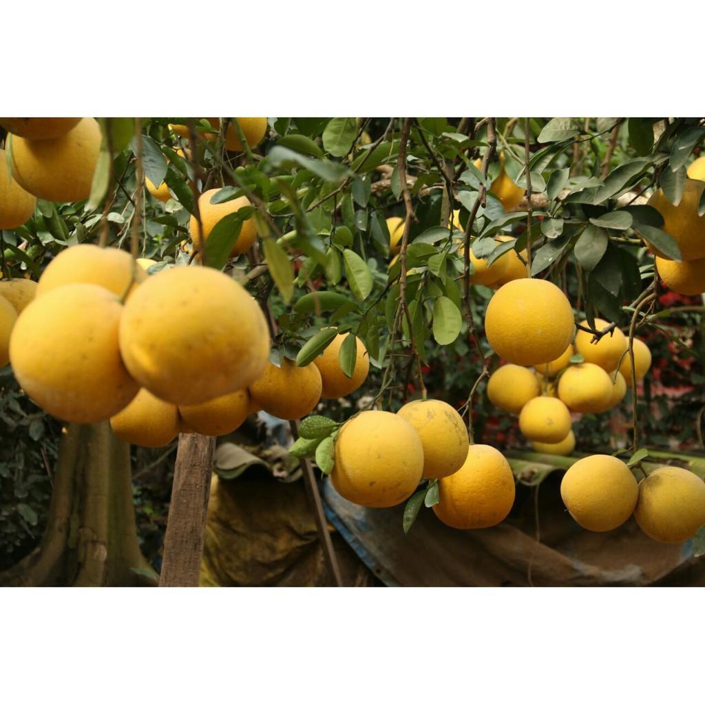 Cây giống bưởi diễn